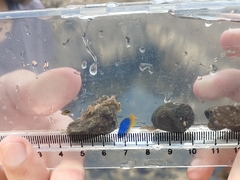 Pomacentrus coelestis