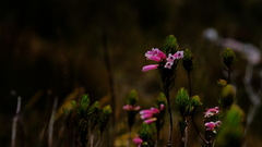Erica viscaria