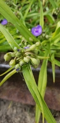 Tradescantia