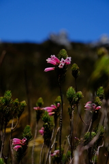 Erica viscaria