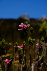 Erica viscaria
