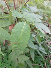Rosa glauca