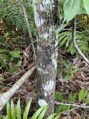 Diospyros virginiana