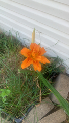 Hemerocallis fulva kwanso