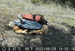 Aphelocoma woodhouseii texana