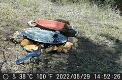 Aphelocoma woodhouseii texana