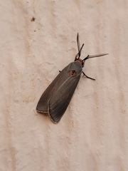 Pygarctia murina
