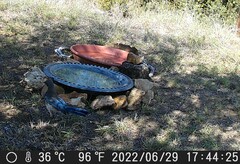 Aphelocoma woodhouseii texana