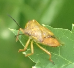 Carpocoris purpureipennis