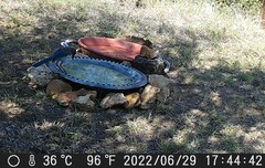 Aphelocoma woodhouseii texana