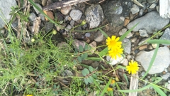 Thymophylla tenuiloba