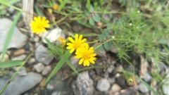 Thymophylla tenuiloba