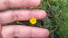 Thymophylla tenuiloba