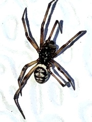 Steatoda albomaculata