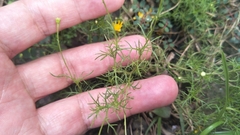 Thymophylla tenuiloba