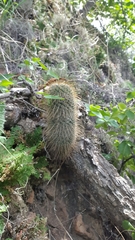 Mammillaria magnifica