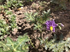 Solanum virginianum