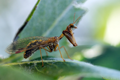 Mantispa styriaca