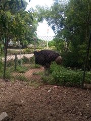 Struthio camelus