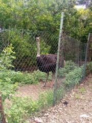 Struthio camelus