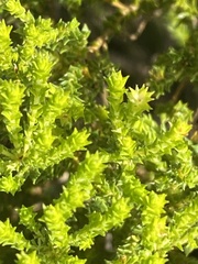 Agathosma geniculata