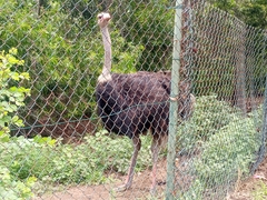 Struthio camelus