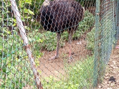 Struthio camelus