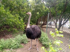 Struthio camelus