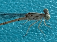 Argia