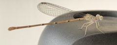 Argia