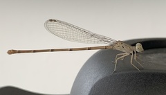 Argia