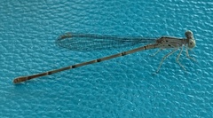 Argia
