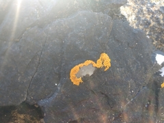 Variospora thallincola