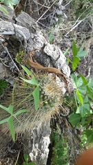 Mammillaria magnifica