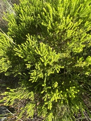 Agathosma geniculata