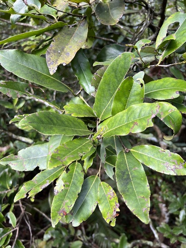 Diospyros tessellaria observed 2022-07-01