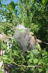 Eriogaster lanestris