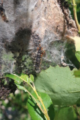 Eriogaster lanestris