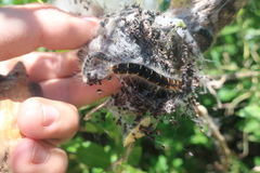 Eriogaster lanestris