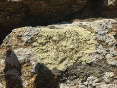 Lecanora sulphurea