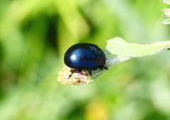 Chrysolina geminata