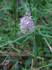 Polygala cruciata
