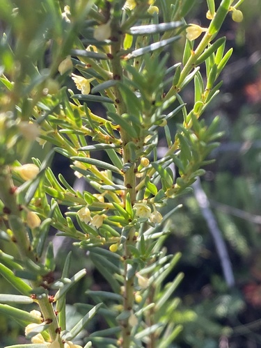 Clutia polifolia (Clutia polifolia)