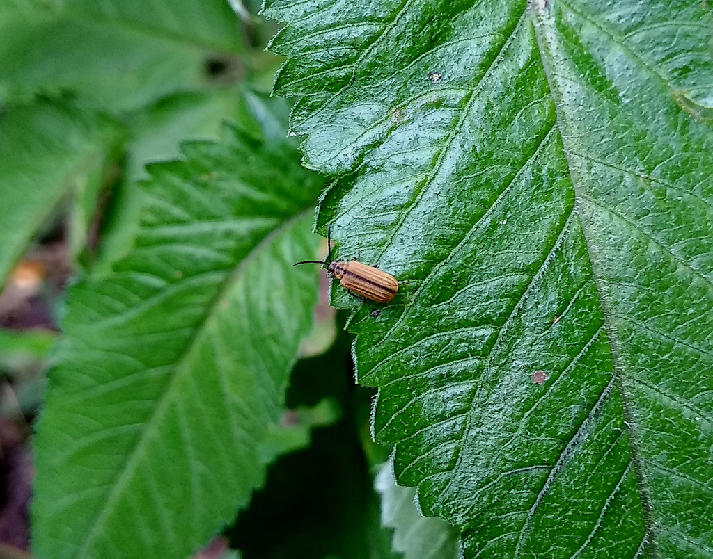 Pyrrhalta multicostata