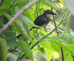 Prinia hodgsonii