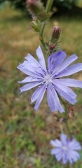 Cichorium intybus