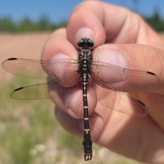 Onychogomphus forcipatus