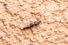 Scythris scopolella