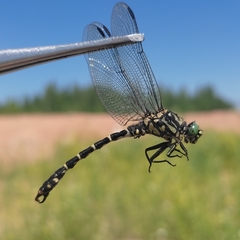 Onychogomphus forcipatus