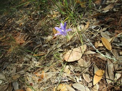 Brodiaea